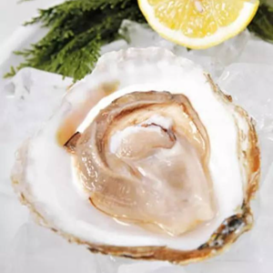 EP14：装杯指南之生蚝｜法国现在是最佳季节,蚝肉最肥;新西兰的话,布拉夫生蚝4到8月才有,现在吃马尔伯勒更合适