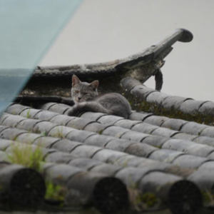 歌不鸽 | 还有人记得Airbnb吗？