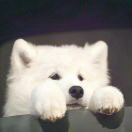 施嗨嗨真的很嗨