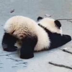 熊猫在睡觉