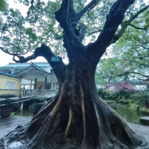 Vol.003养猫、当牛马、拖延、决策，但世界还是围着我们转