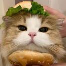 猫猫征服世界_pQmO