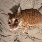 本公司成立的饮料