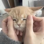 鸡汁土豆泥11