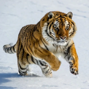 003.身弱如何化煞（官杀）|周星驰的八字案例|古人如何获取虎威|八字入门之五行|内功中的金木水火土|练内功的嫡传之秘