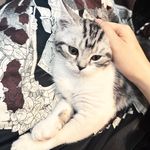 辉夜与云阶书屋