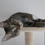 遥想当年根正苗红