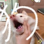 肠粉真的是太好了