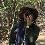 镇元人参果