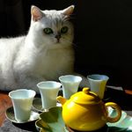 喝茶的英杰