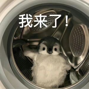 上海鸽姓老板