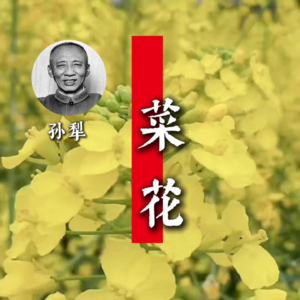孙犁：菜花
