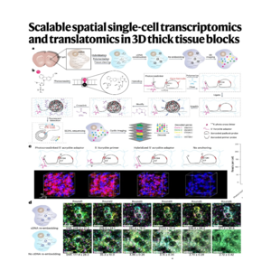382-3D Spatial in Thick Tissue Blocks