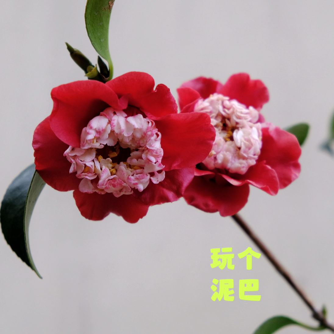 Vol. 63 茶花落 梅花开 春天何时来？ episode artwork