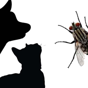 谈谈清朝的总督