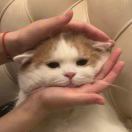 kiwi不是小猫咪
