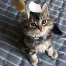 intp爱好遍地开花