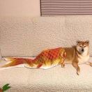 大果子呀