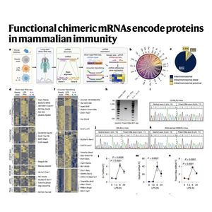 1591-Functional Chimeric mRNAs in Mammalian Immunity
