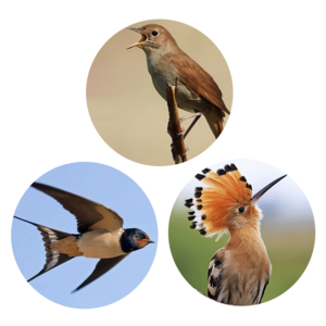 【睡前故事】53 燕子、夜莺、戴胜鸟