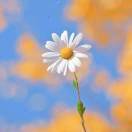 一朵小花花_4fbj