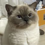 Pongki