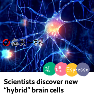 【149】第三种大脑细胞发现