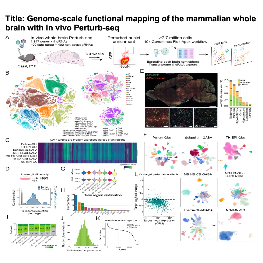766-全脑原位Perturb-seq哺乳动物功能基因组图谱