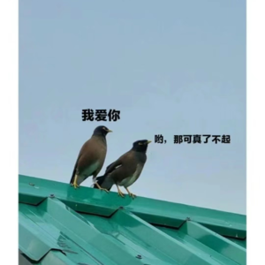VOL.006|经历了那么多灰心丧气的日子，麻雀还在飞，我还在搬弄旧书，玫瑰还有蕾