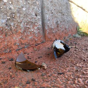 Episode 53: 怪兽翻过了一页丨生活副刊