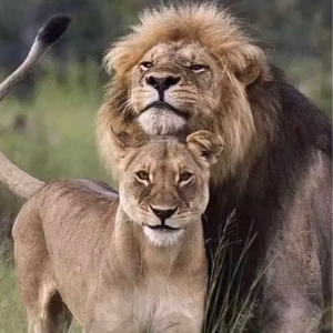 致敬传奇母狮马蒂陶 | 纪录片《最后的狮子》