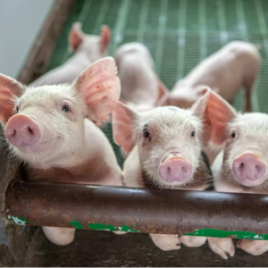 031. 录完这期我就去把个人简介里“宝妈”俩字儿删了