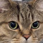 超级无敌番茄炒蛋