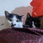 离婚带俩娃不重名版