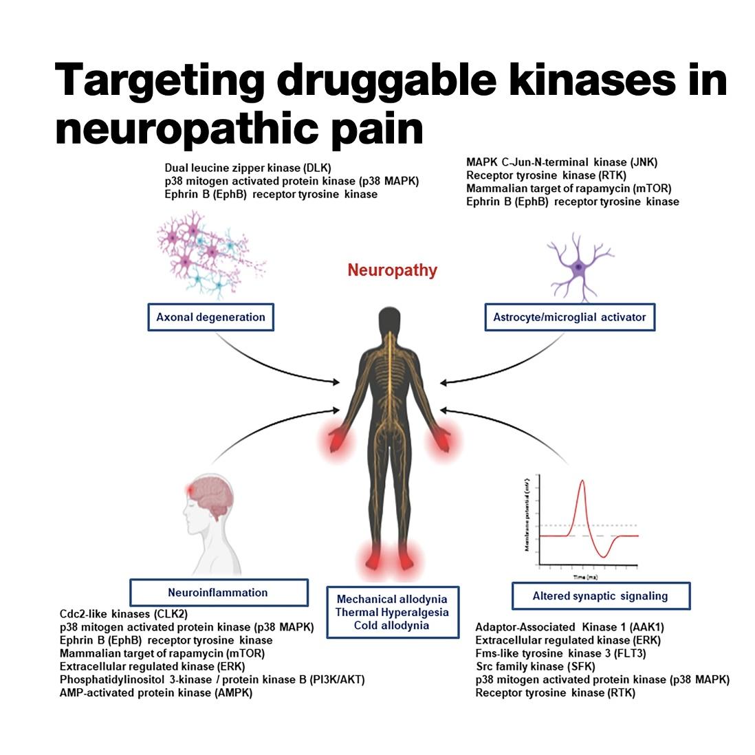 1395-Druggable Kinases in Neuropathic Pain Management episode artwork