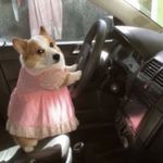 巨兔蘸酱