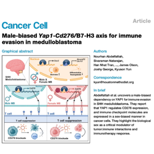 546-髓母细胞瘤中Yap1调控免疫逃避的性别差异研究