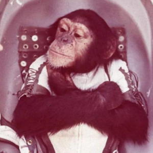 【解密·宇宙】61年前，美国把一只黑猩猩送入太空，回来后却发现了异常！