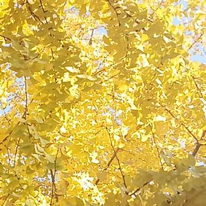 podcaster-avatar