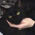 黑猫黑马黑猴儿