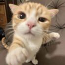 kikikissy