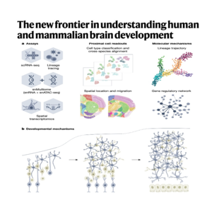 262-Mammalian Brain Cell Atlases and Neurodevelopment