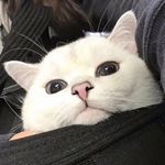 企鹅_Vg