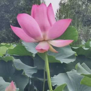 podcaster-avatar
