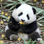 苏丹遁甲蜥