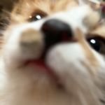 元气满满圈圈酱