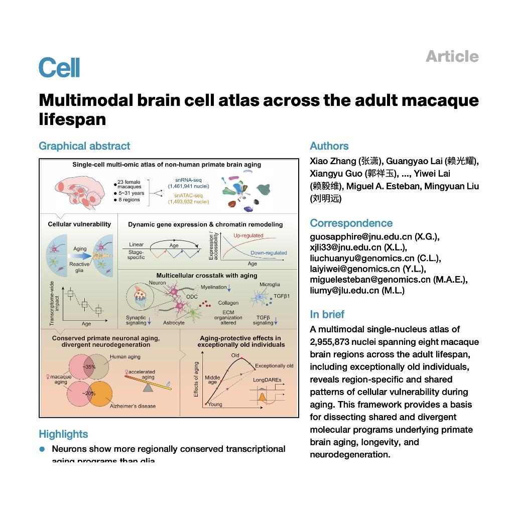 1566-Multimodal Brain Cell Atlas of Adult Macaque Lifespan episode artwork