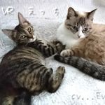 AAA天水一色王泰祥