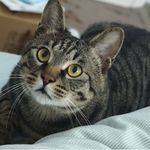 懒猫猫peace