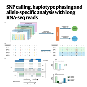 794-LongcallR: SNP Calling of Long-read RNA-seq